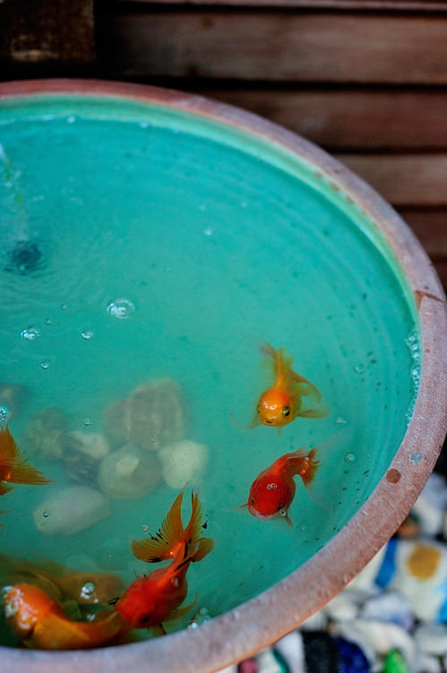 gold fish bowl koh samui four seasons