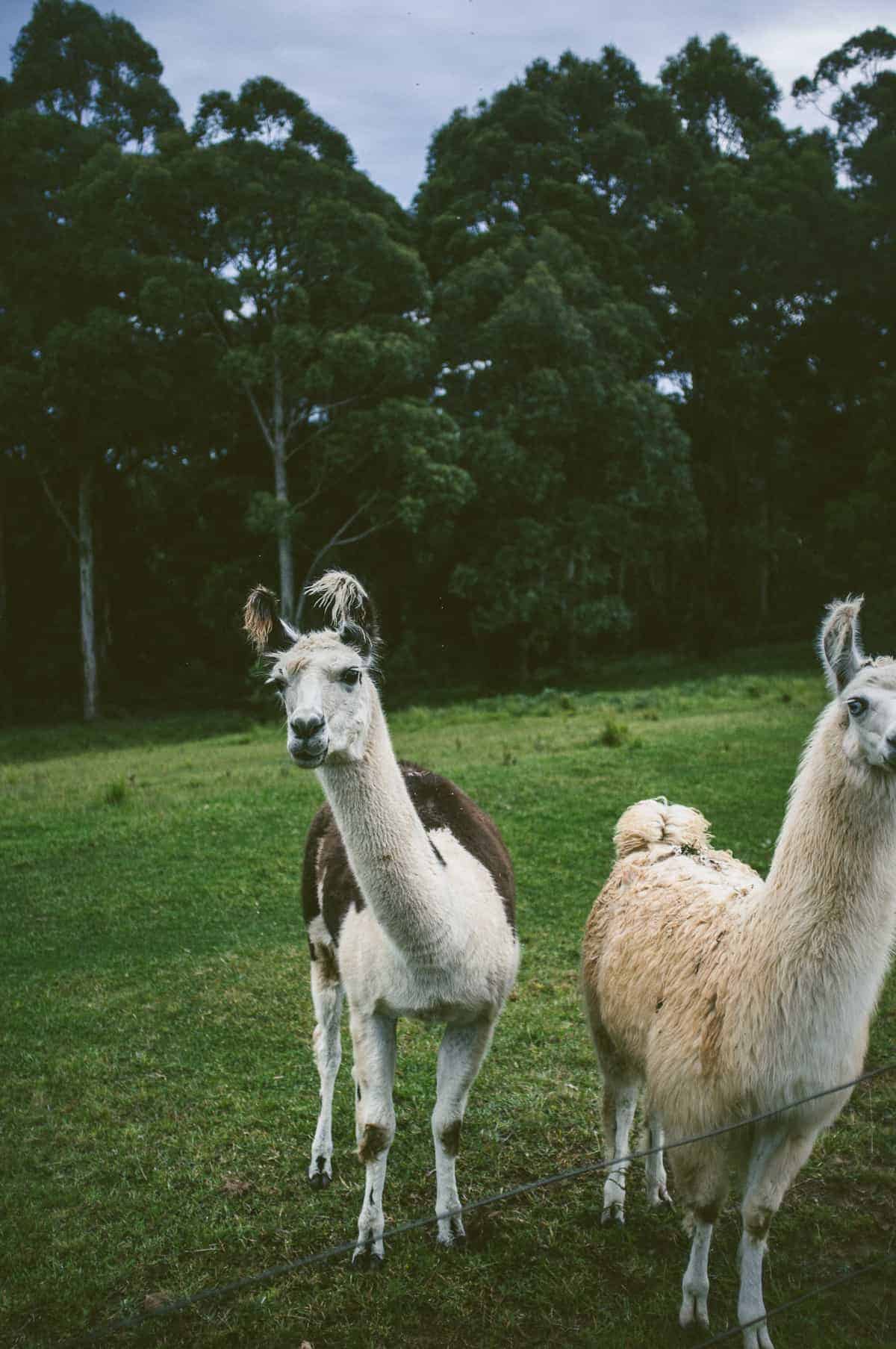 South Coast NSW